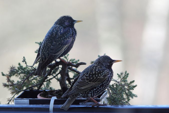 Photo (15): European Starling