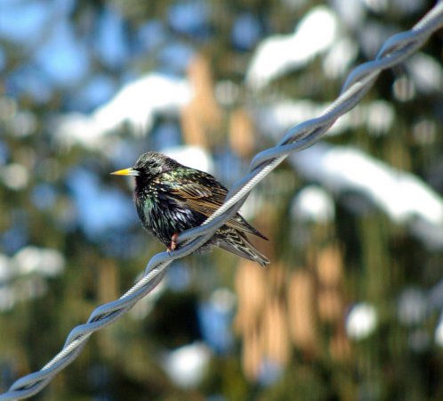 Photo (14): European Starling