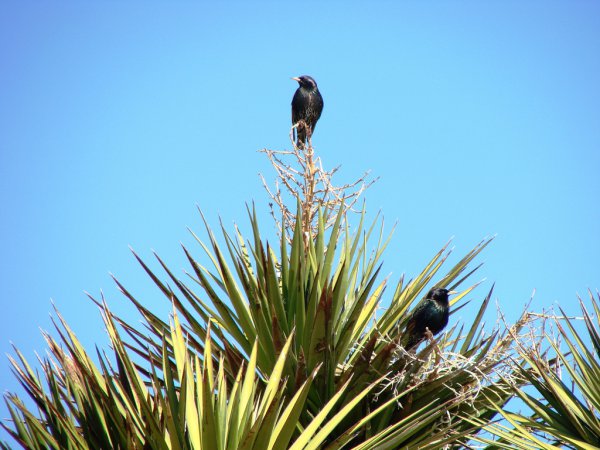 Photo (10): European Starling