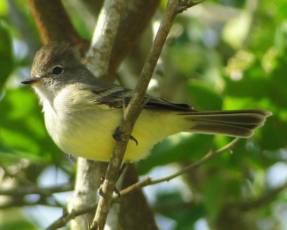 Photo (1): Northern Scrub-Flycatcher