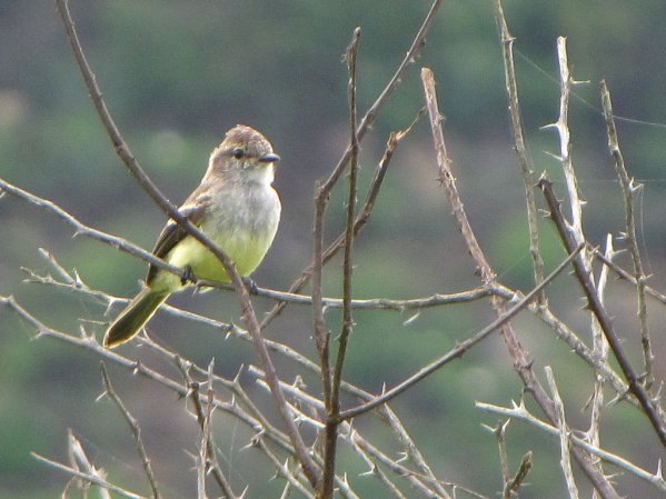 Photo (3): Northern Scrub-Flycatcher