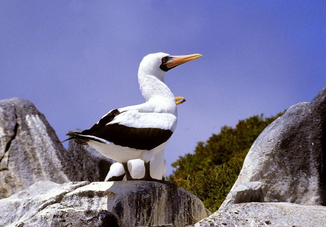 Photo (13): Masked Booby