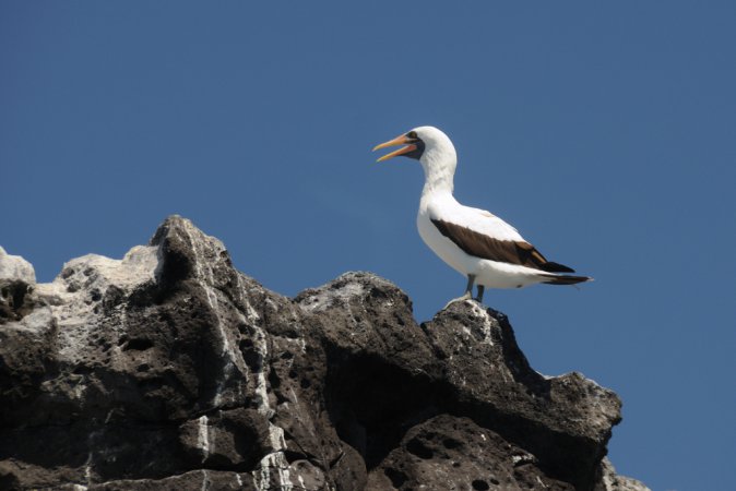 Photo (14): Nazca Booby