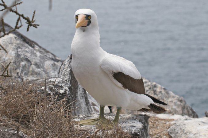 Photo (11): Nazca Booby