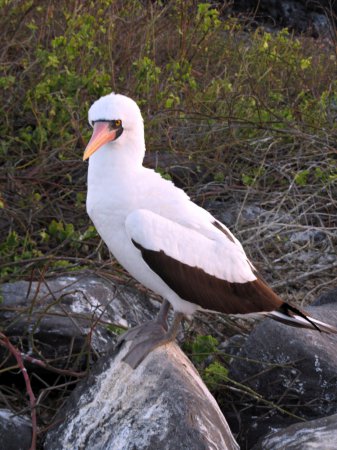 Photo (5): Nazca Booby