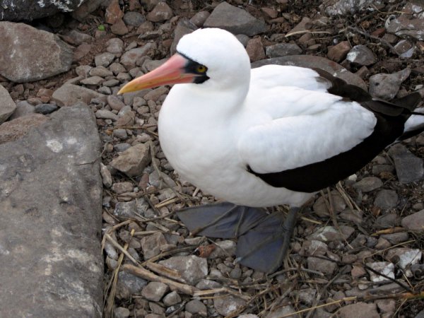 Photo (3): Nazca Booby