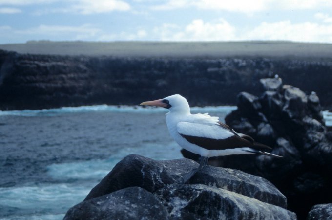 Photo (20): Nazca Booby