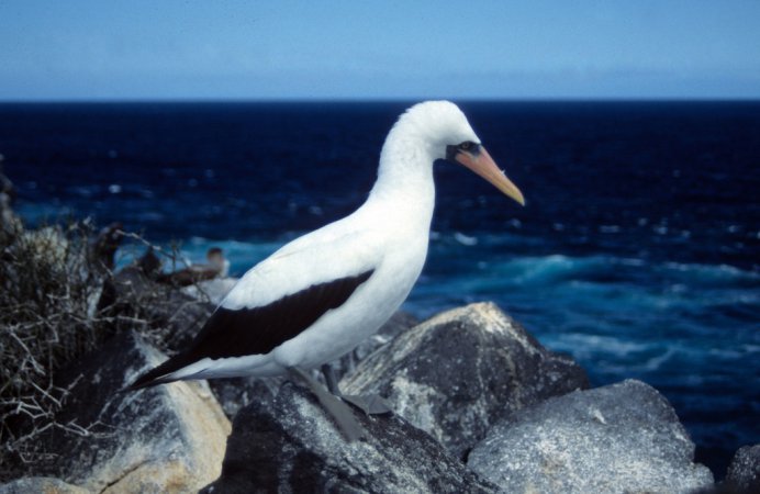 Photo (17): Nazca Booby
