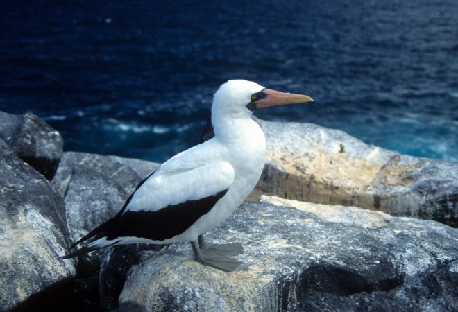 Photo (16): Nazca Booby