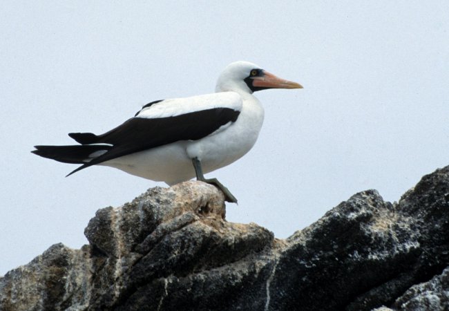 Photo (18): Nazca Booby