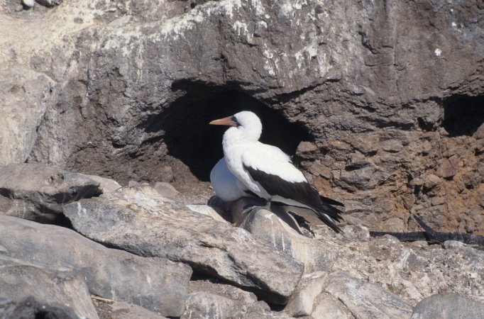 Photo (13): Nazca Booby
