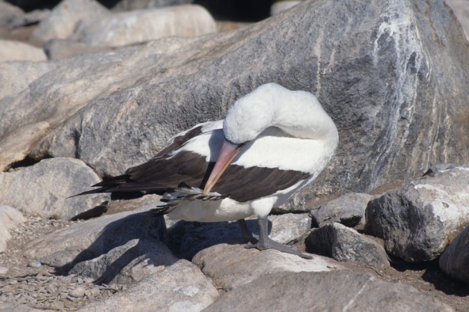 Photo (15): Nazca Booby