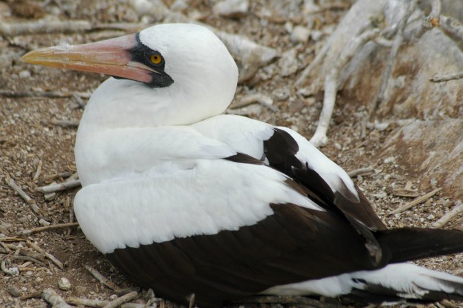 Photo (2): Nazca Booby