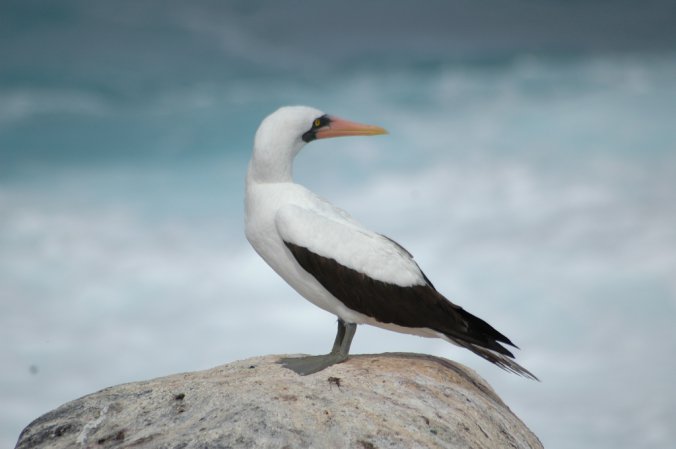 Photo (19): Nazca Booby