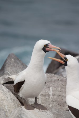 Photo (12): Nazca Booby