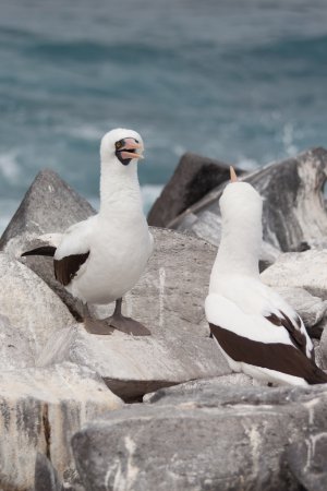 Photo (6): Nazca Booby