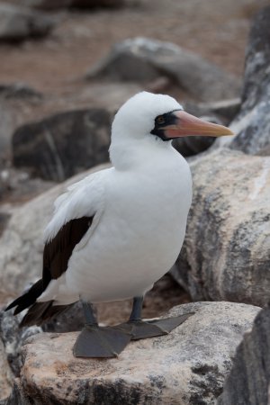 Photo (4): Nazca Booby