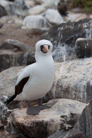 Photo (7): Nazca Booby