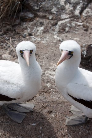 Photo (8): Nazca Booby