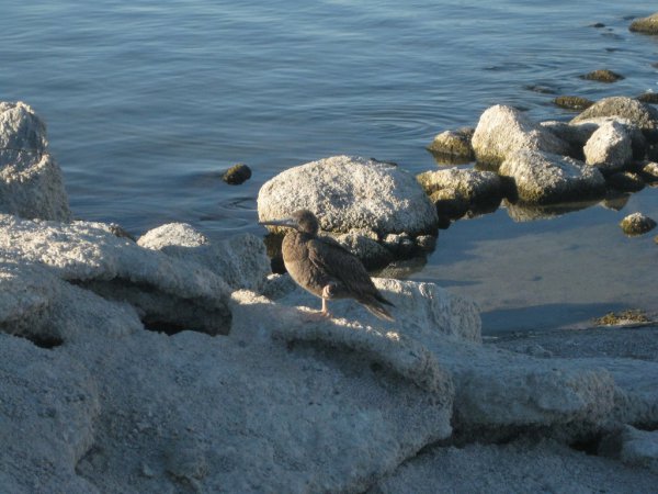 Photo (22): Brown Booby