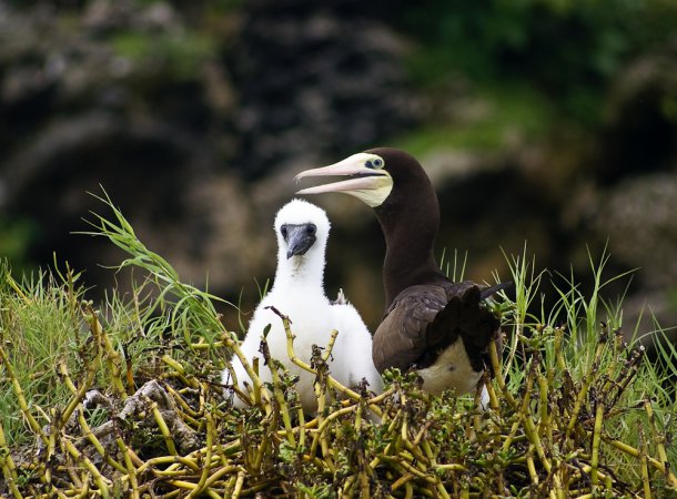 Photo (17): Brown Booby