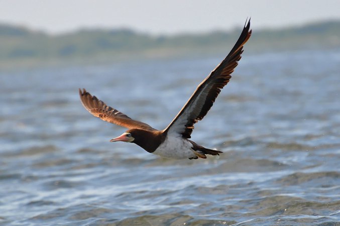 Photo (6): Brown Booby