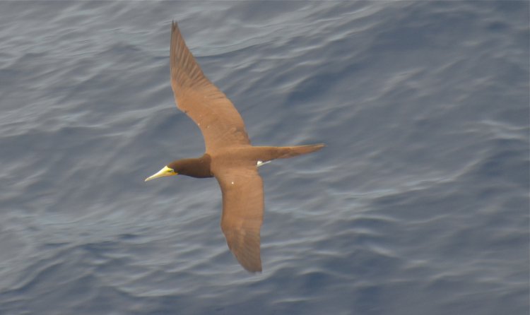 Photo (8): Brown Booby