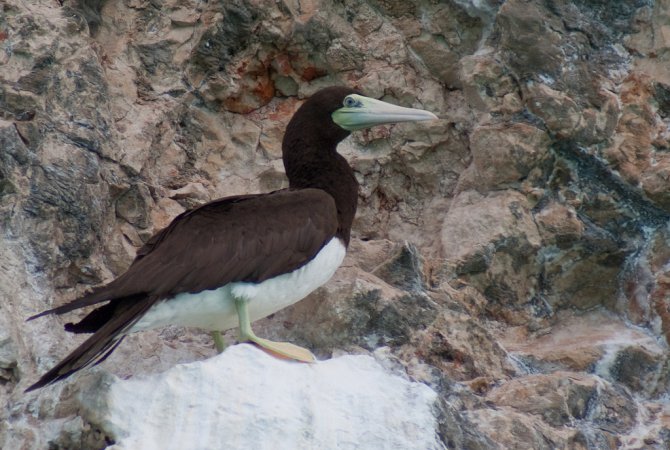 Photo (4): Brown Booby