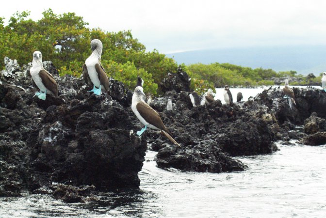 Photo (8): Blue-footed Booby