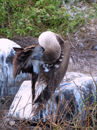 Photo (9): Blue-footed Booby