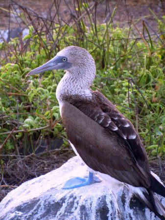 Photo (5): Blue-footed Booby