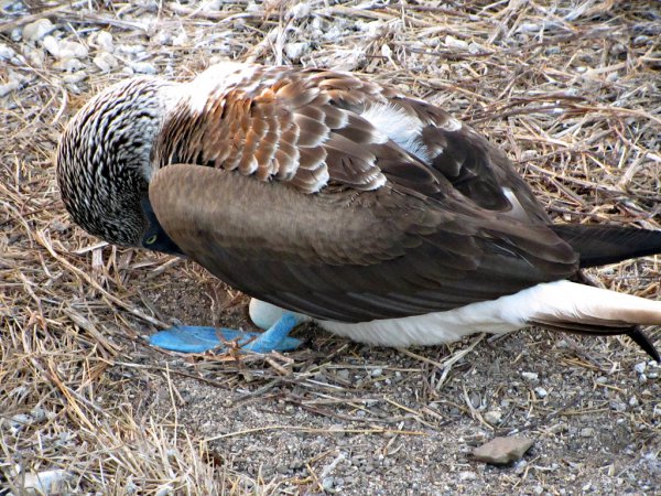 Photo (14): Blue-footed Booby