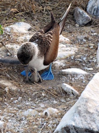 Photo (21): Blue-footed Booby