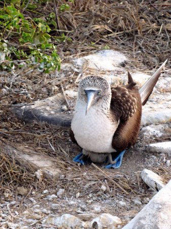 Photo (20): Blue-footed Booby