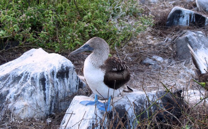 Photo (11): Blue-footed Booby