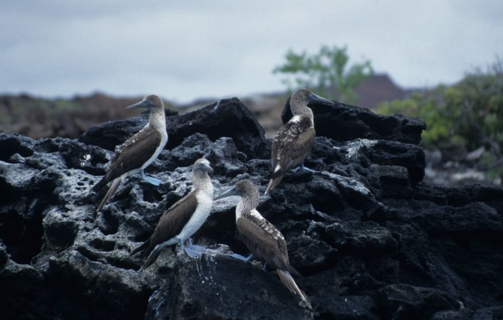 Photo (16): Blue-footed Booby