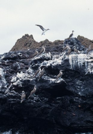 Photo (17): Blue-footed Booby