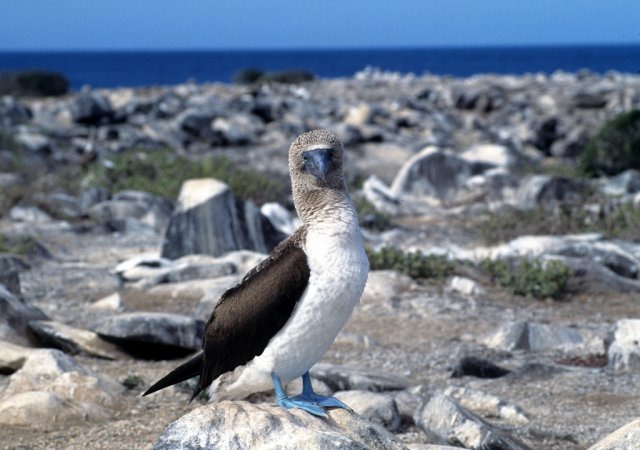 Photo (4): Blue-footed Booby