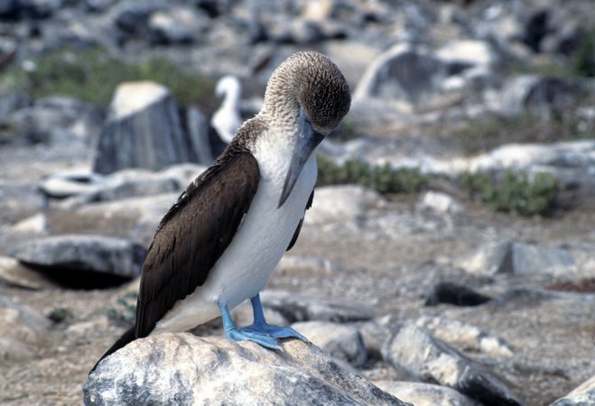 Photo (13): Blue-footed Booby