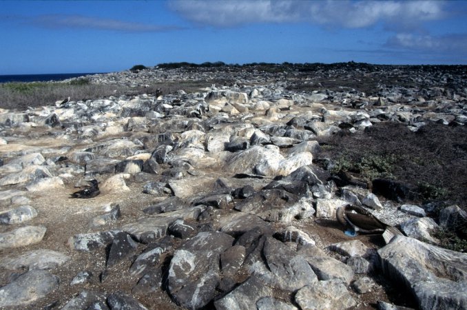 Photo (15): Blue-footed Booby
