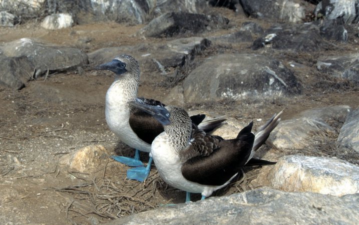 Photo (12): Blue-footed Booby
