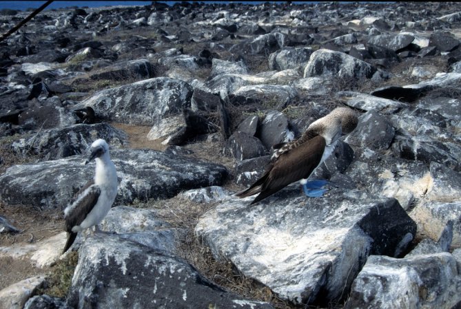Photo (18): Blue-footed Booby