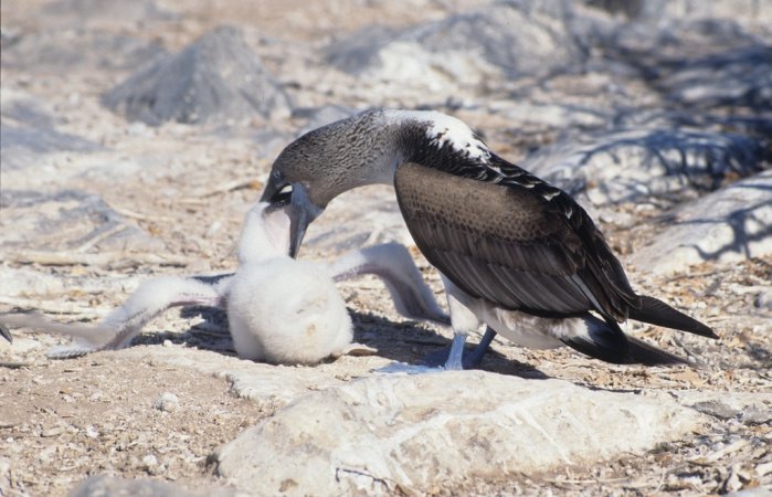 Photo (19): Blue-footed Booby