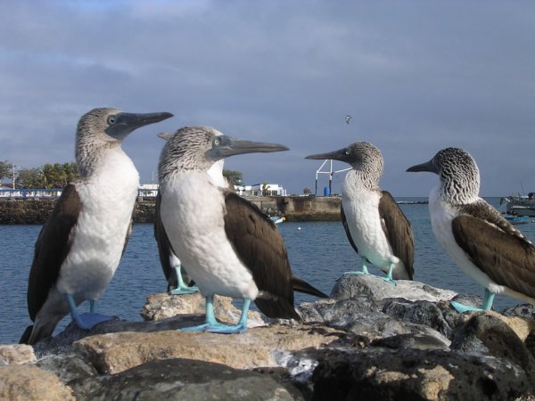 Photo (10): Blue-footed Booby