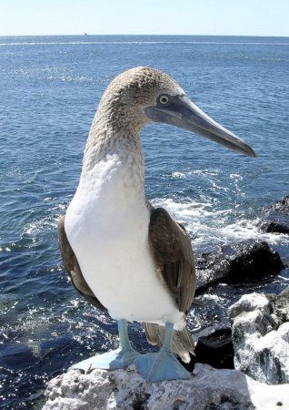 Photo (7): Blue-footed Booby