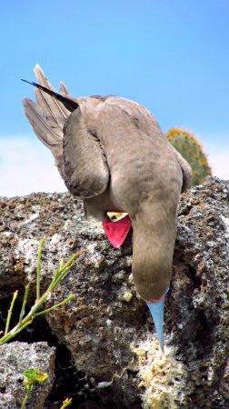 Photo (2): Red-footed Booby