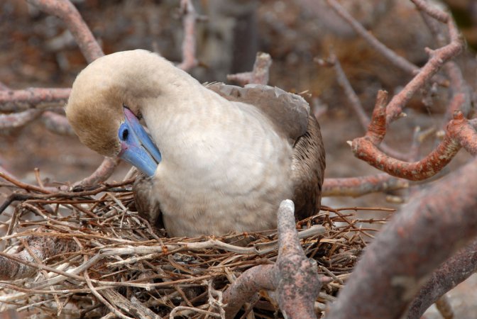 Photo (17): Red-footed Booby