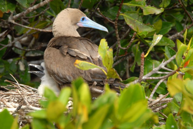 Photo (5): Red-footed Booby