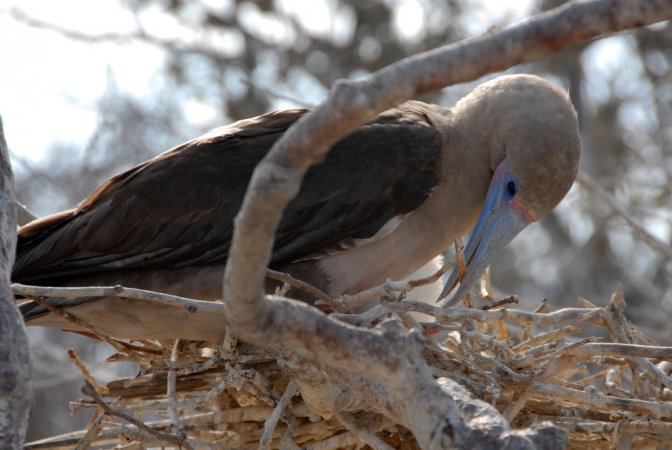 Photo (9): Red-footed Booby