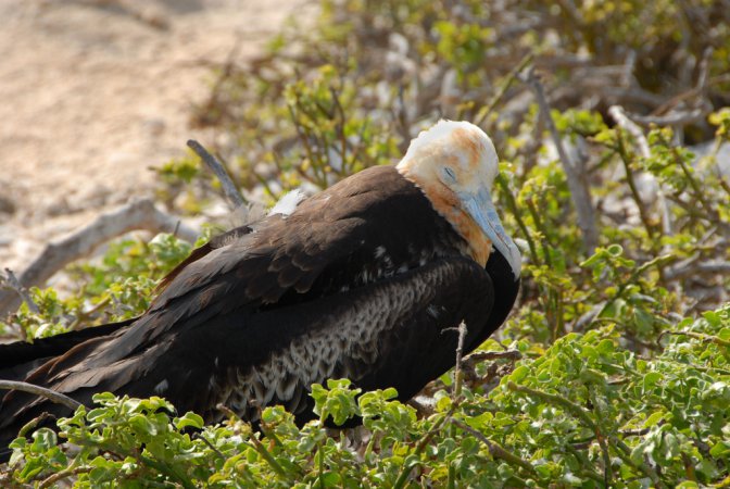 Photo (17): Magnificent Frigatebird